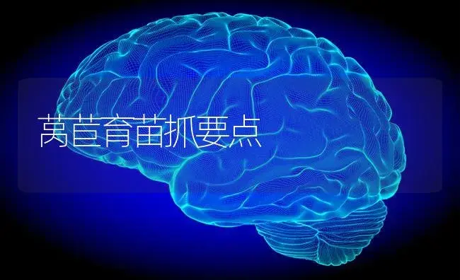 莴苣育苗抓要点 | 蔬菜种植