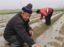 土豆种植技术之春土豆种植