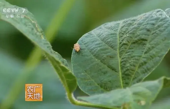 大豆食心虫的出现与防治和治疗