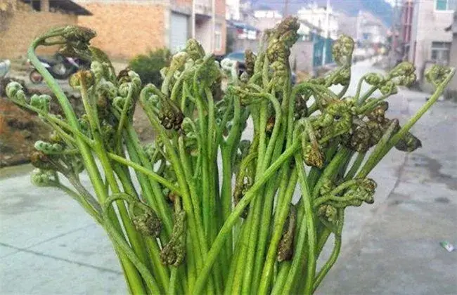 野菜栽培小心事项