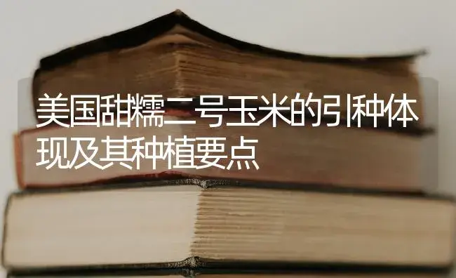 美国甜糯二号玉米的引种体现及其种植要点 | 蔬菜种植