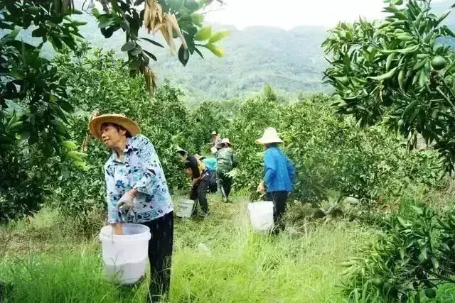 冬天果树怎么防冻，这些措施成效好