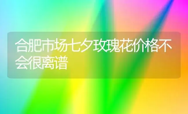 合肥市场七夕玫瑰花价格不会很离谱 | 植物肥料