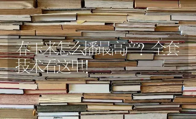 春玉米怎么播最高产？全套技术看这里！ | 蔬菜种植