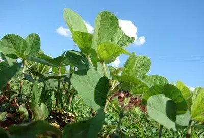 毛豆（大豆）多少钱一斤？2017年毛豆种植前景及价格预测