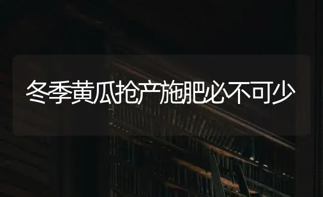 冬季黄瓜抢产施肥必不可少 | 蔬菜种植