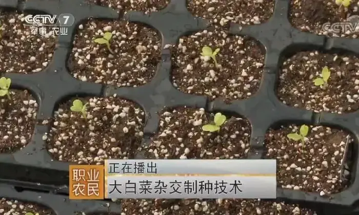 大白菜杂交制种技术