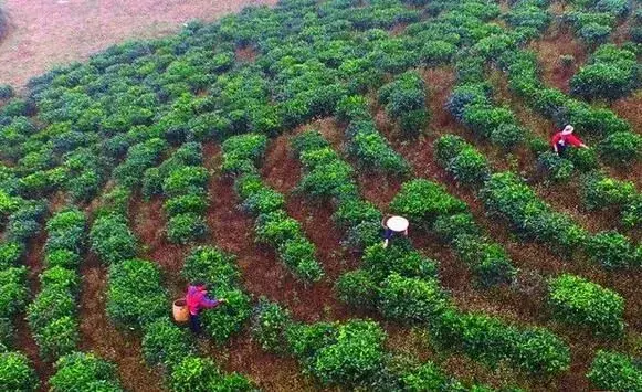 茶园春天管理技术