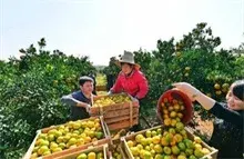 椪柑长得像南瓜一亩可卖3万元