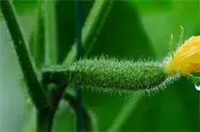 防治越冬茬黄瓜花打顶