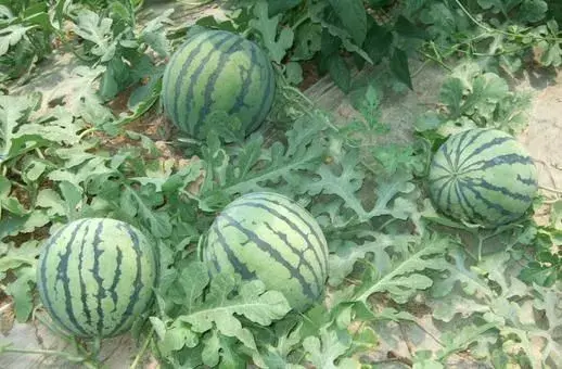 西瓜田地要年年换茬吗