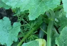 吃西葫芦有三大益处 除烦止渴润肺