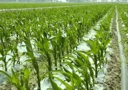 玉米抗旱节本增效技术：集雨节水侧膜种植