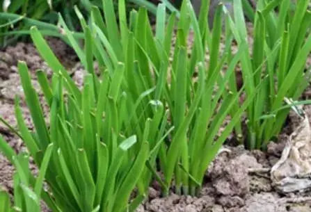 韭菜种植高产技术要点