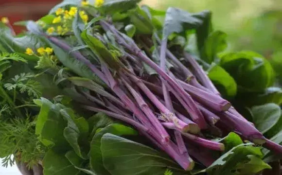 红菜苔种植肥料怎么选择