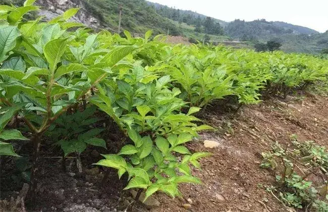 魔芋的栽培管理技术