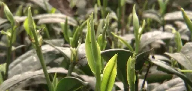 茶园弹采、养鸡、有机肥，都为管出好绿茶