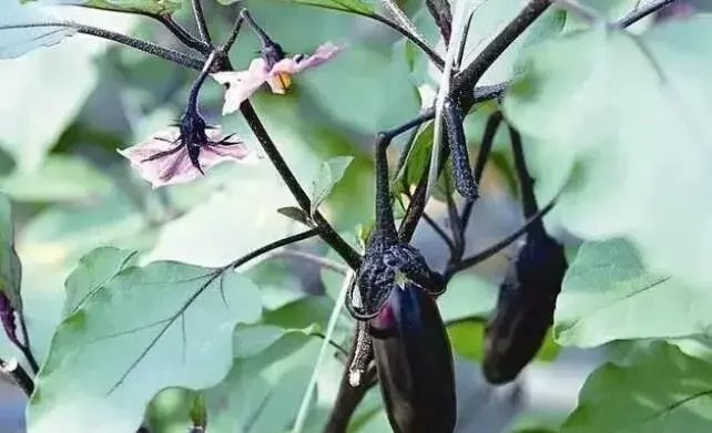 越夏茄子高产种植技术