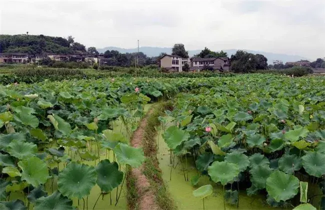 莲藕栽培技术