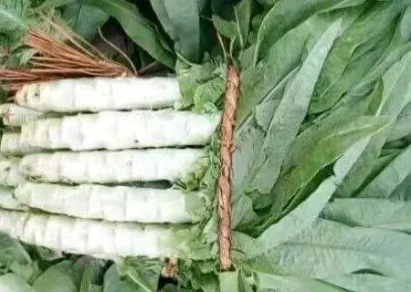 菊科植物莴笋和莴苣的区别是什么？凉拌需要焯水吗？有什么功效与作用？