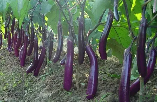 茄子怎样高产的种植技术