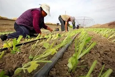 我国芹菜科学施肥技术、配方、时间和效果