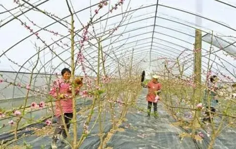 温室棚室桃树种植关键技术