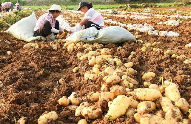 世代相传的农业种植谚语，只要你掌握，人人能成为种菜能手