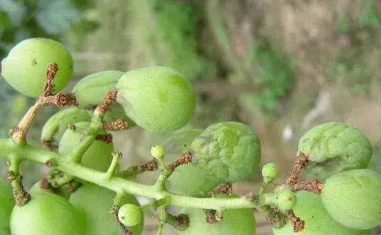 葡萄种植病虫害防治六个关键点