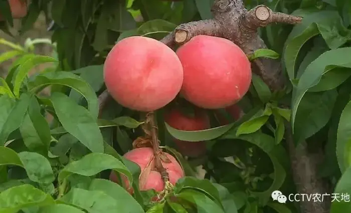 内黄晁顺波春蜜桃栽培，小桃子大作为！