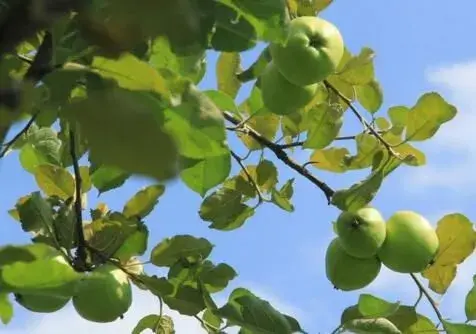 苹果树天牛怎么治