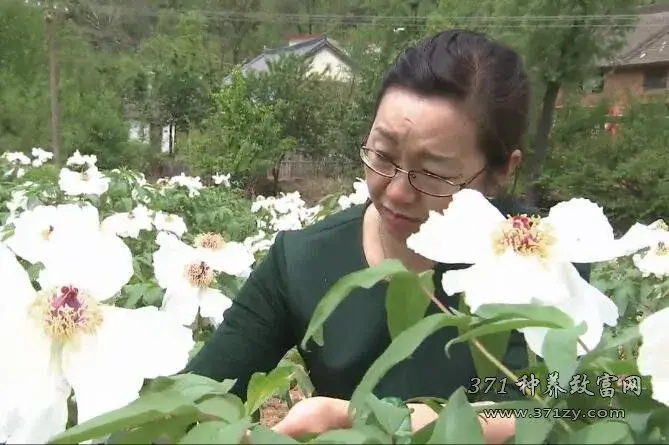 洛阳女教授杨晓红种牡丹加工牡丹花茶的苦与乐