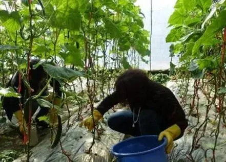 蔬菜药剂灌根防治和治疗根部病害的正确对策