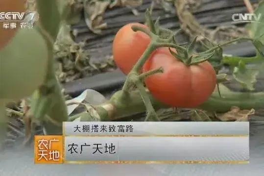 棚室瓜果蔬菜栽培搭起小孟村的致富路