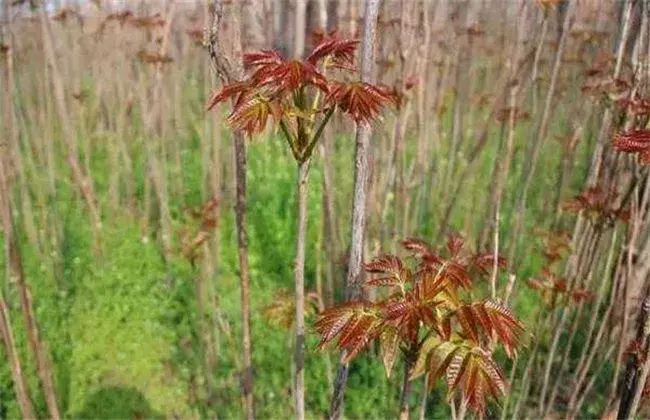 香椿的田间管理要点