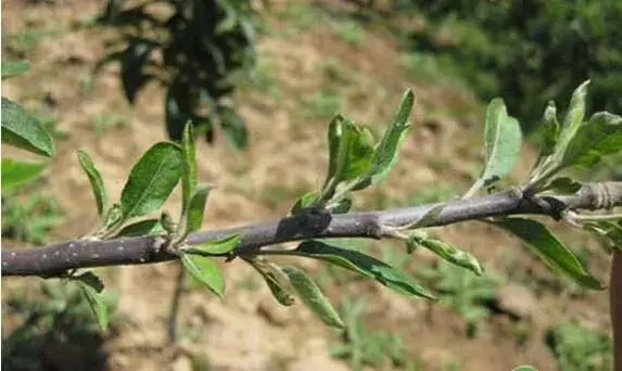 苹果小叶病是什么 因素，如何防治和治疗苹果小叶病？