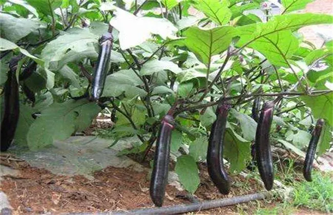 夏天露地茄子七月栽培法