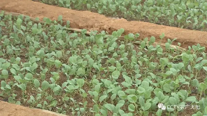 春甘蓝早熟高产种植技术