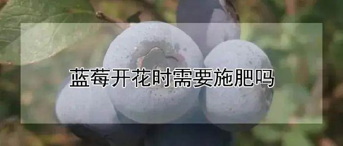 蓝莓开花时需要施肥吗