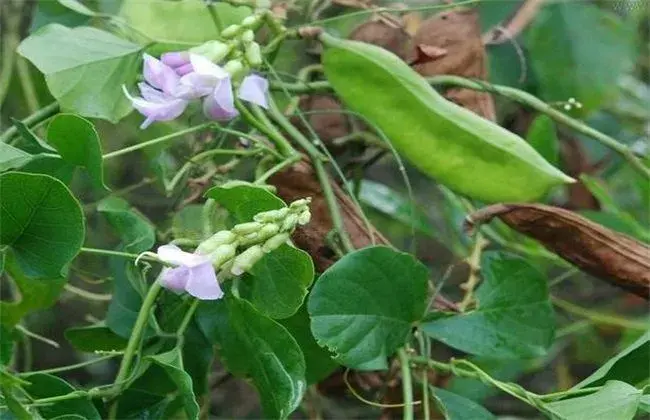 刀豆的栽培时间与对策