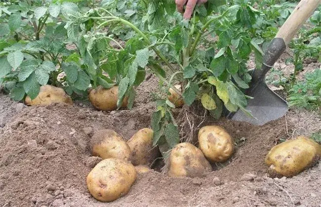 土豆膨大期时该怎样管理