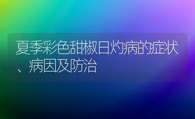 夏季彩色甜椒日灼病的症状、病因及防治 | 植物病虫害