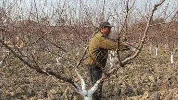 冬季杀虫剂松脂酸钠使用技巧