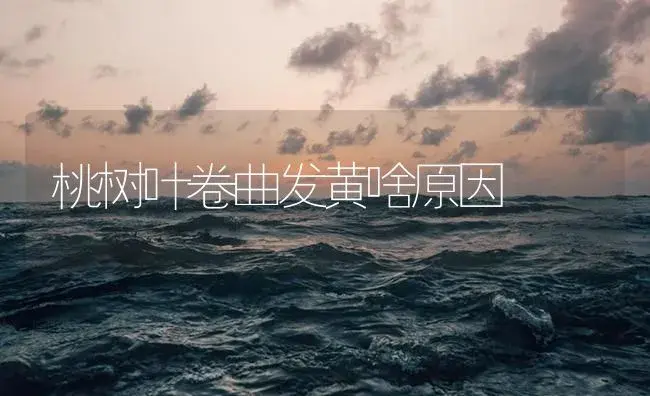 桃树叶卷曲发黄啥原因 | 植物病虫害