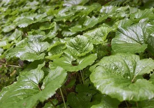 牛蒡是什么？种植方法是怎样的？