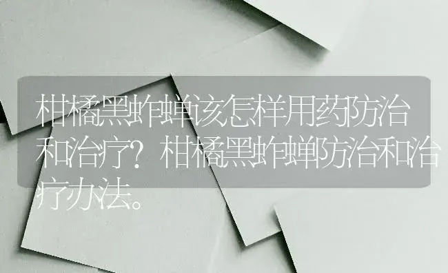 柑橘黑蚱蝉该怎样用药防治和治疗？柑橘黑蚱蝉防治和治疗办法。 | 蔬菜种植