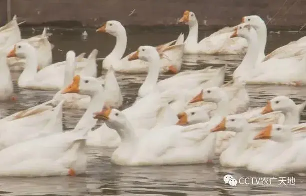 湖南麻阳红心猕猴桃、麻阳白鹅探秘