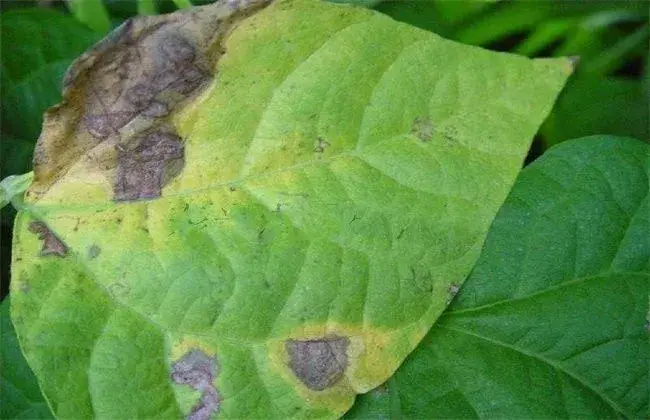 芸豆的病虫害防治和治疗办法