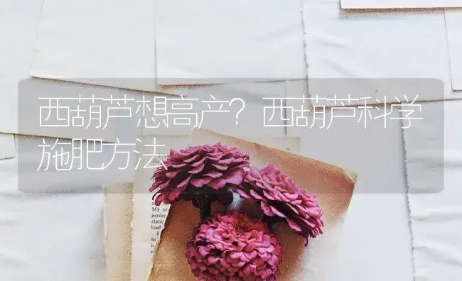 西葫芦想高产？西葫芦科学施肥方法 | 蔬菜种植