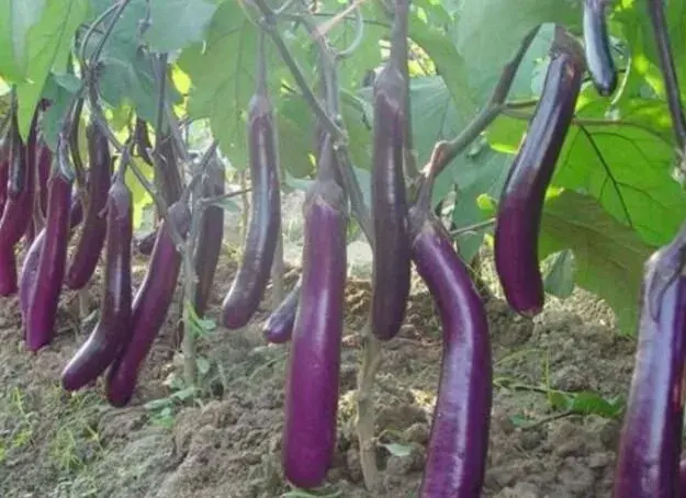 越夏茄子再生种植技术